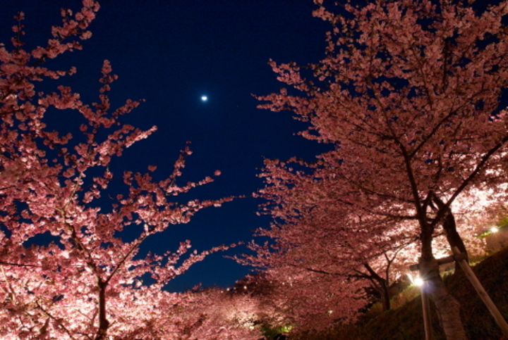 くつろぎの宿 華（静岡県 伊豆高原）河津桜は例年通り2月中旬～の見込みです