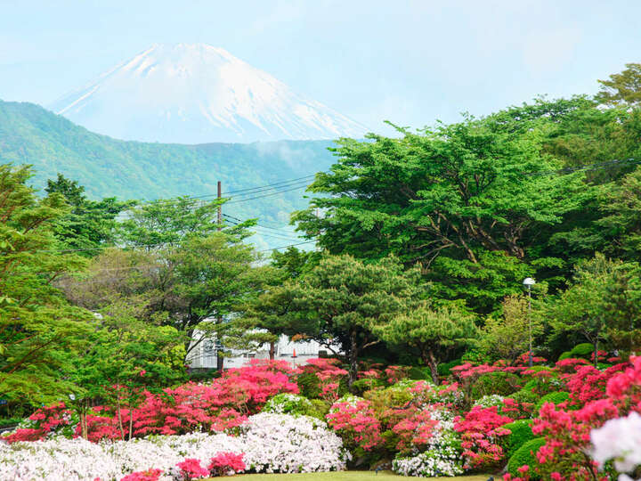 【つつじまつり・駐車場無料】毎年5月開催！富士山とつつじ両方を楽しめるフォトスポットです！