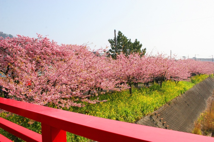 宇佐美にお越しの際は、河津桜でひと足早いお花見を！