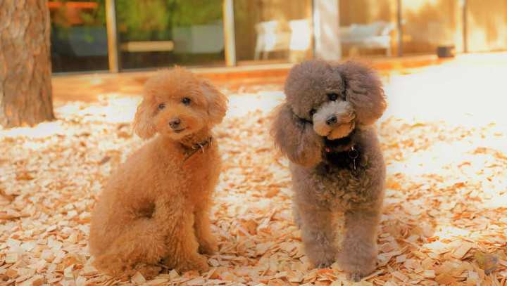 レジーナリゾート旧軽井沢は「ゲスト」と「愛犬」のための 上質な空間を提供いたします