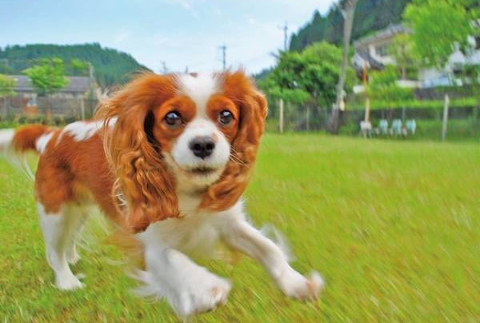 【GoToトラベルキャンペーン対象クーポン】花となごみの宿　山光園