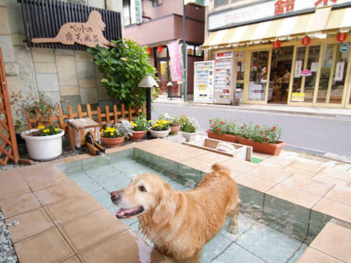 ペット と 泊まれる 宿 群馬 水上