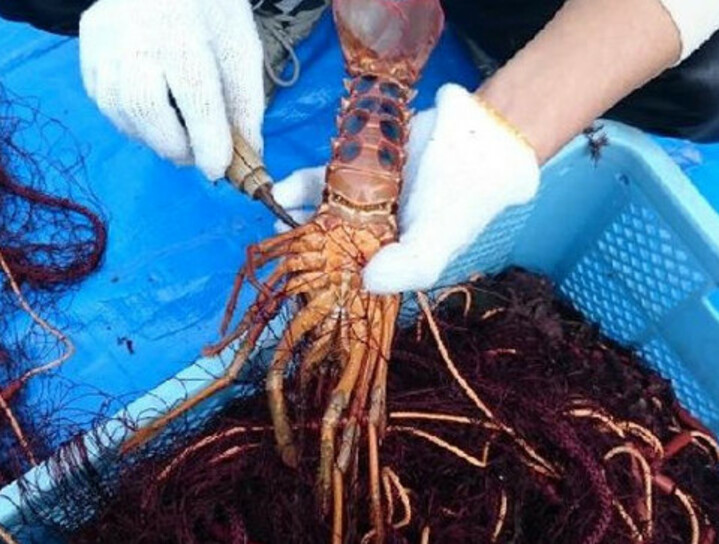 伊勢海老漁
