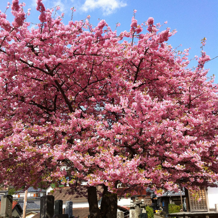 毎年２月５日から３月１０日迄は、河津桜まつりが開催されています！