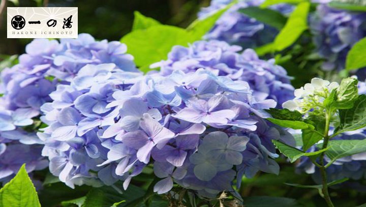 見頃は、6月中旬～7月中旬です。箱根登山鉄道の沿線には約１万株のアジサイの花が咲きます。