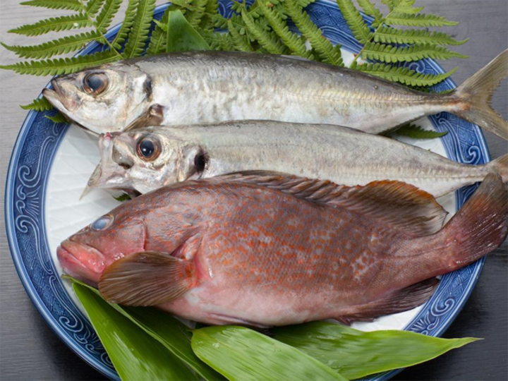 日本海から仕入れてくる地魚
