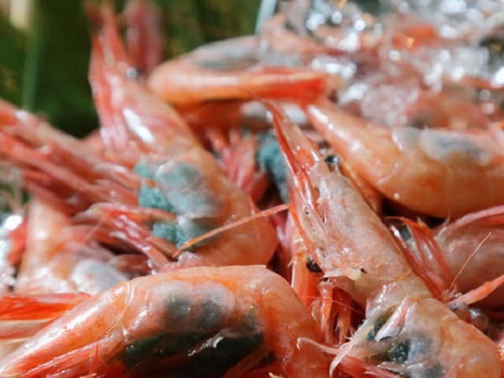 富山湾から直送！「80種メニュー鮮魚朝揚げバイキング」 22